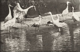 Plate 780 Storks, swans, etc. — figure reference